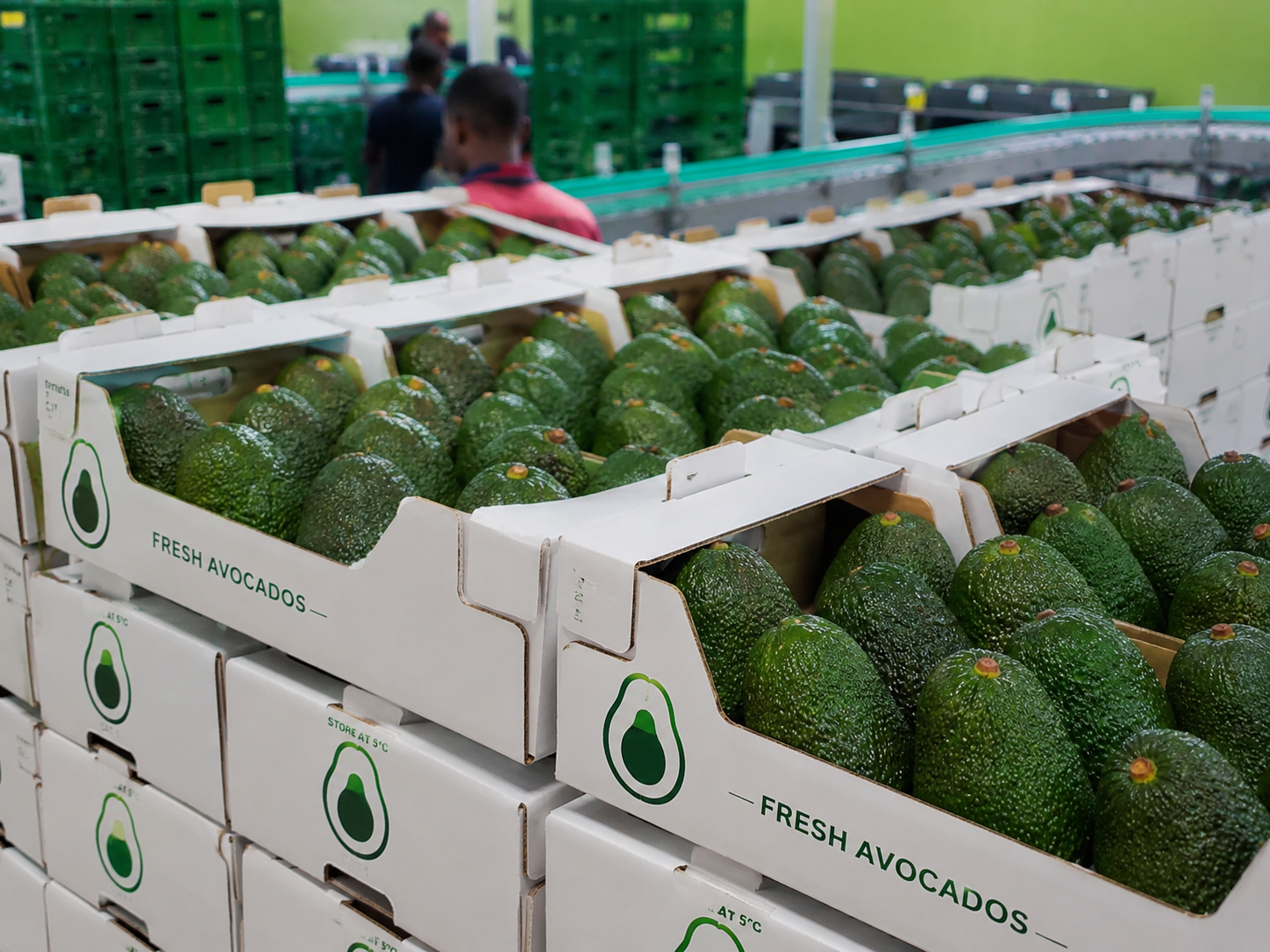 Peak Harvests avocados packed in export cartons