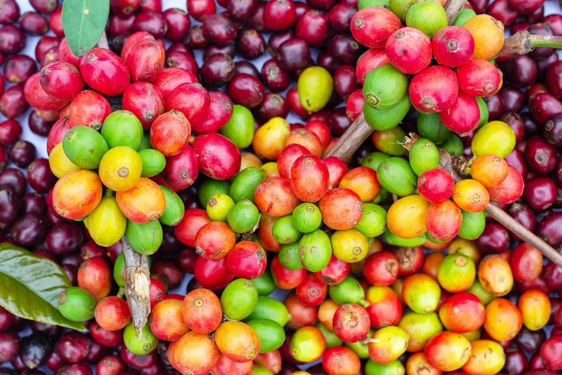 Coffee cherries at origin