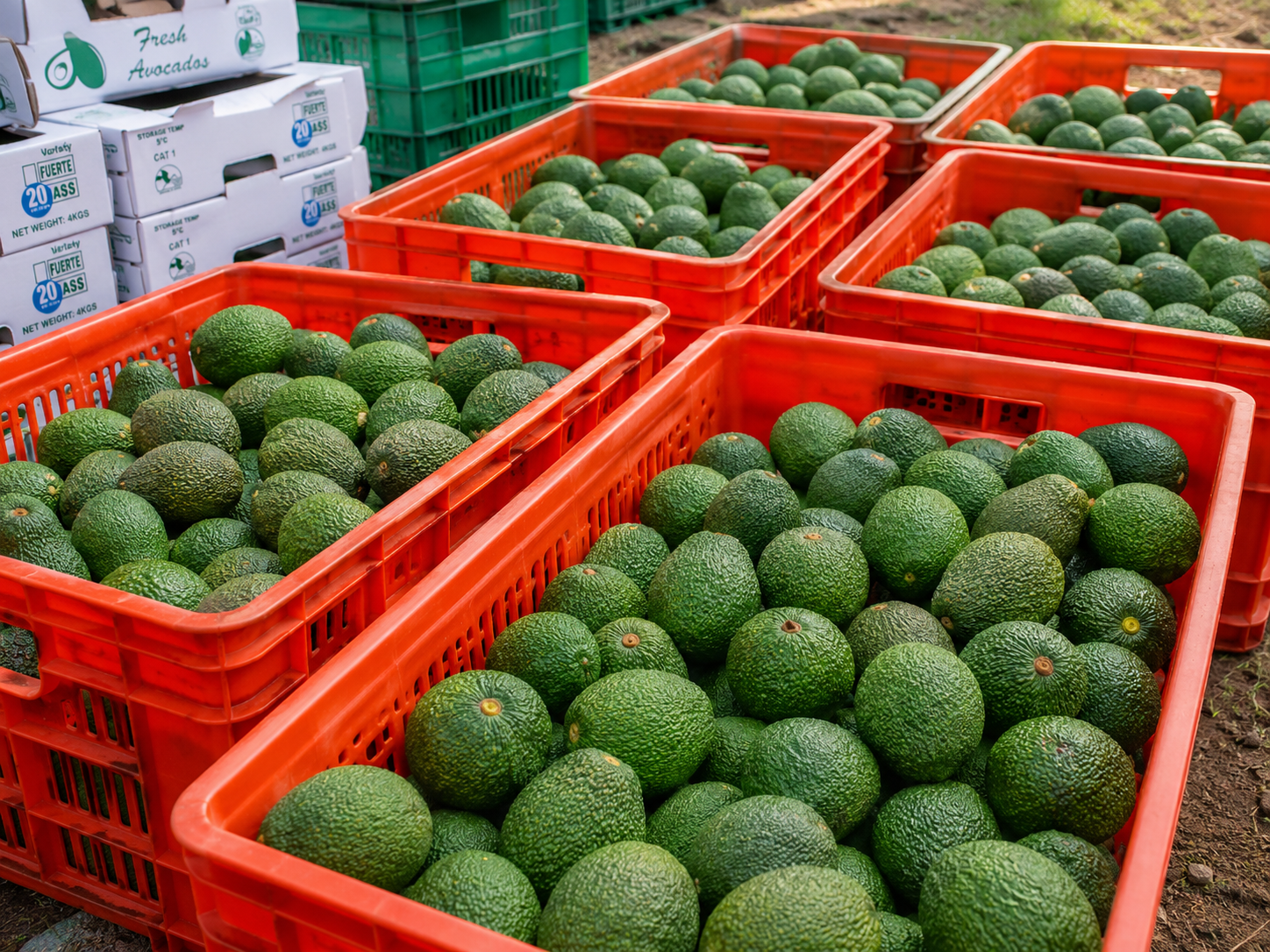 Fresh avocados in field crates during harvest